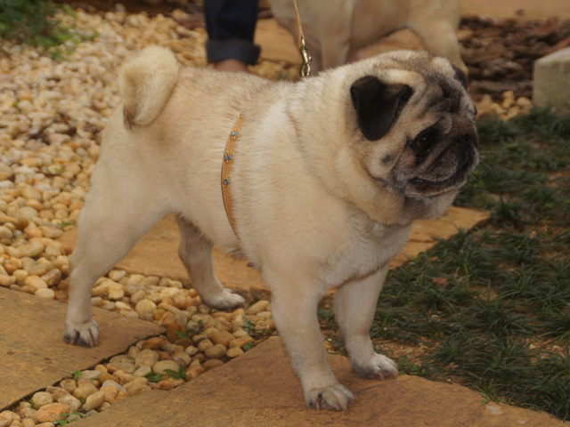 Bill aos quase 13 anos, pronto para o passeio / Bill at almost 13 years old, ready for the walk 