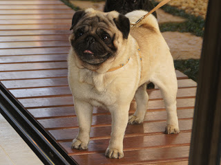 Ziggy vai passear / Ziggy goes for a walk