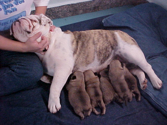 Tábata amamentando uma ninhada de pugs (contra a vontade, é claro) Tábata nursing a pug's litter (against her will, of course)