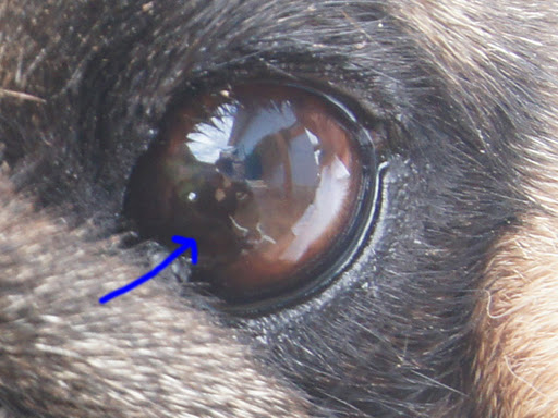 Pannus: mancha de cor marrom, de forma arredondada e irregular,  no canto inferior esquerdo do olho (seta) / Pannus: large brown spot in the left down corner of the eye. It is round and has irregular edges (arrow) 