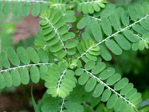 Quebra Pedra ( Phyllanthus spp )